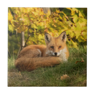Fall Fox Kakelplatta