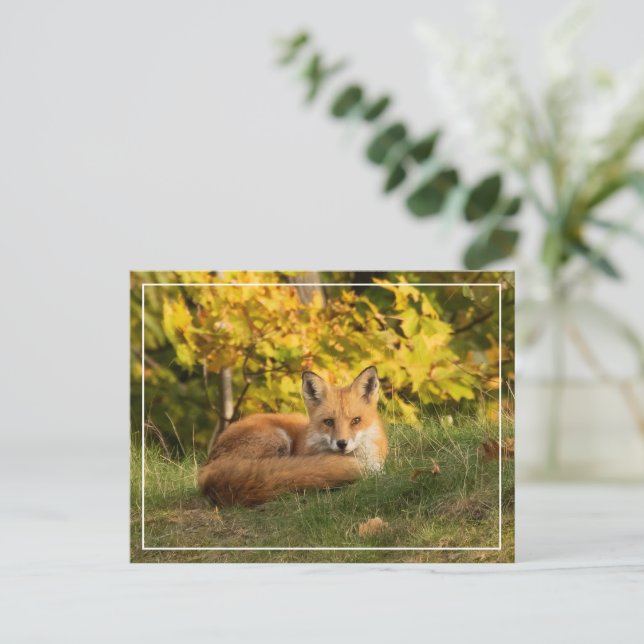 Fall Fox Vykort (Stående Fram)