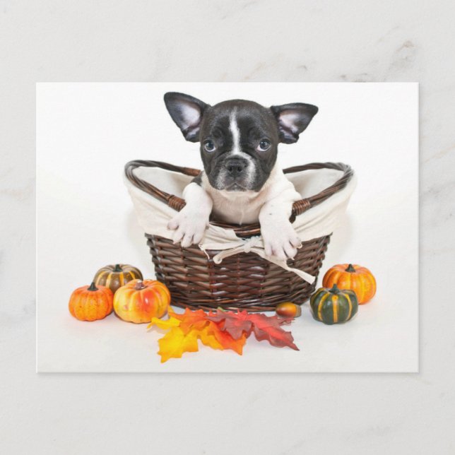 Fall Fransk Bulldog Vykort (Framsida)