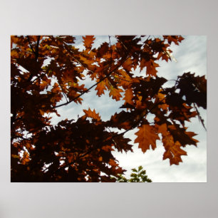 Fall genomskinlig poster