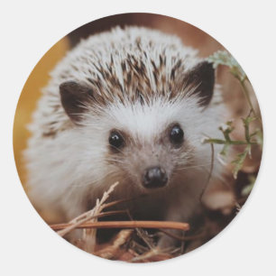 Fall HedgeHog-försegling/försegling Runt Klistermärke