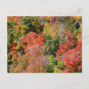 Fall Hillside Colorful Autumn Natature Photogratog Vykort