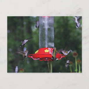 Fall Hummingbird Migration Vykort