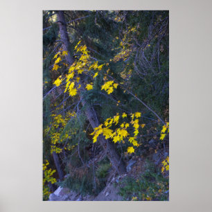 Fall i bergen 4 poster