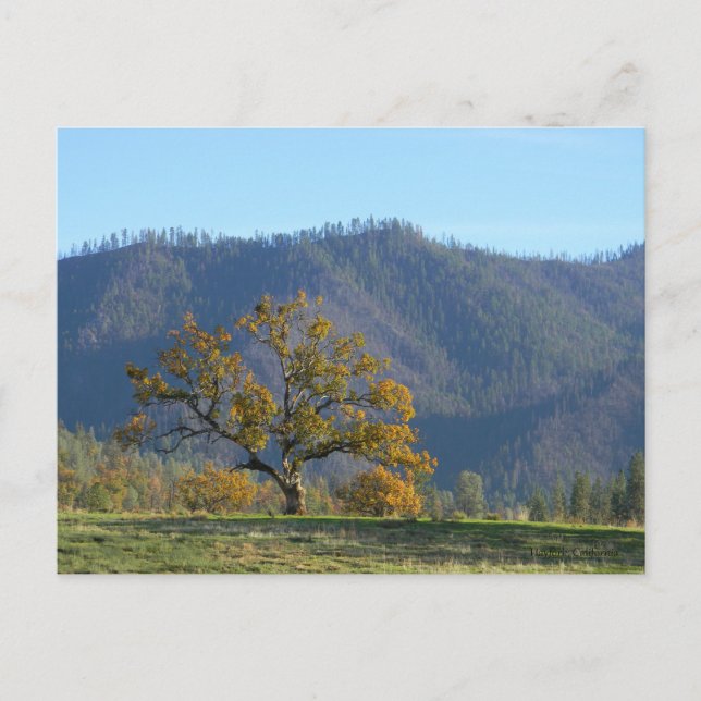 Fall i bergen.. vykort (Framsida)