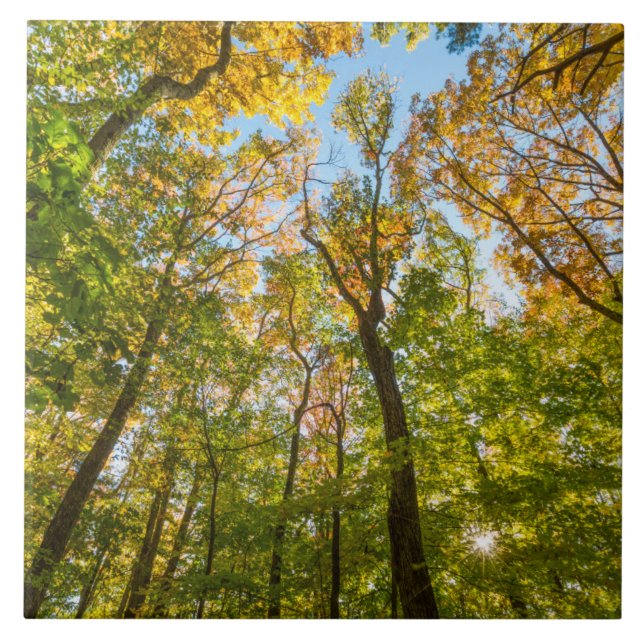 Fall i en skog i Amesbury, Massachusetts Kakelplatta (Framsidan)