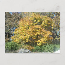 Fall i Midwest Vykort