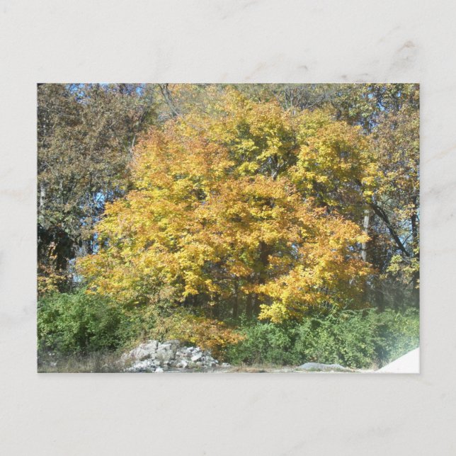 Fall i Midwest Vykort (Framsida)