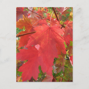 Fall i New England-vykort Vykort