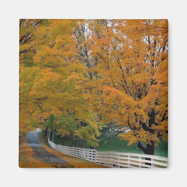 Fall i New Hampshire Magnet (Framsidan)