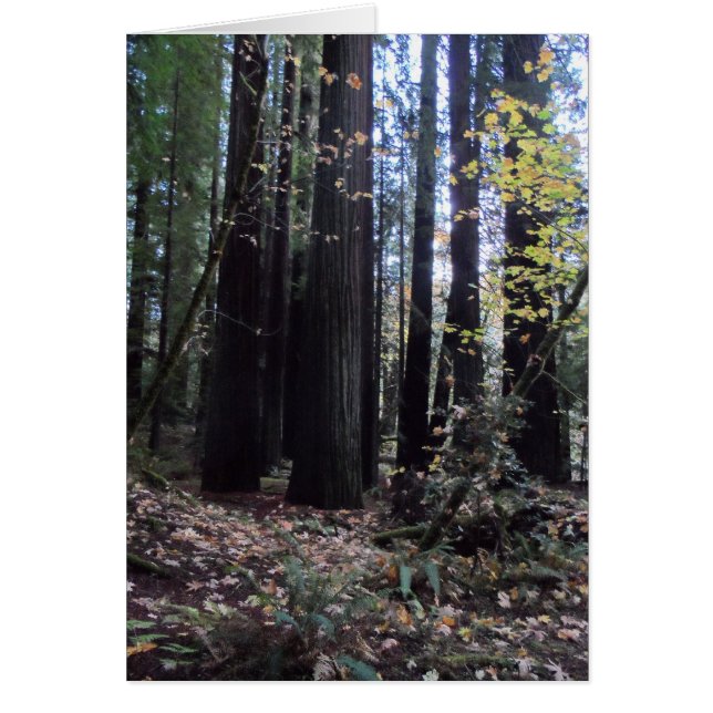Fall i Redwood Hälsningskort (Framsidan)
