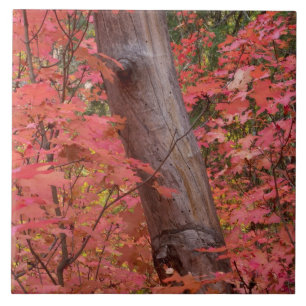 Fall i rosa i Sedona Kakelplatta