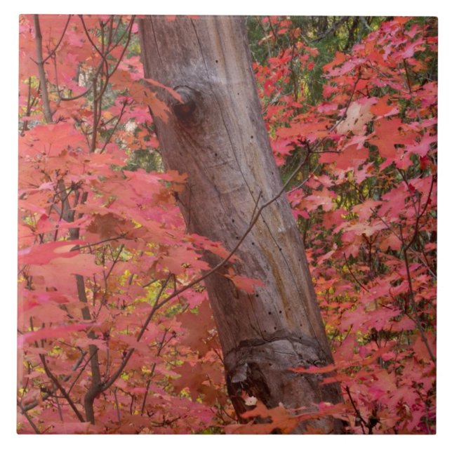 Fall i rosa i Sedona Kakelplatta (Framsidan)