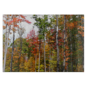 Fall i skogens färgstarka höstfotografi