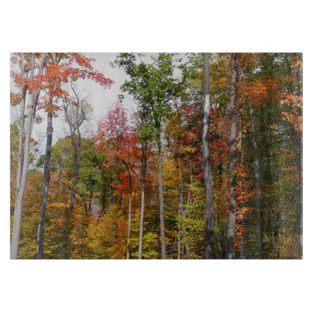 Fall i skogens färgstarka höstfotografi (Framsidan)