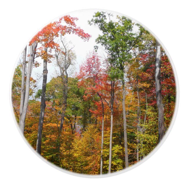 Fall i skogens färgstarka höstfotografi knopp (Framsidan)