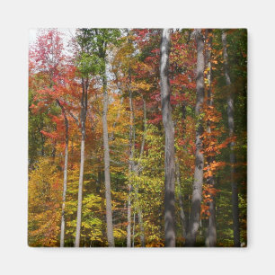 Fall i skogens färgstarka höstfotografi magnet
