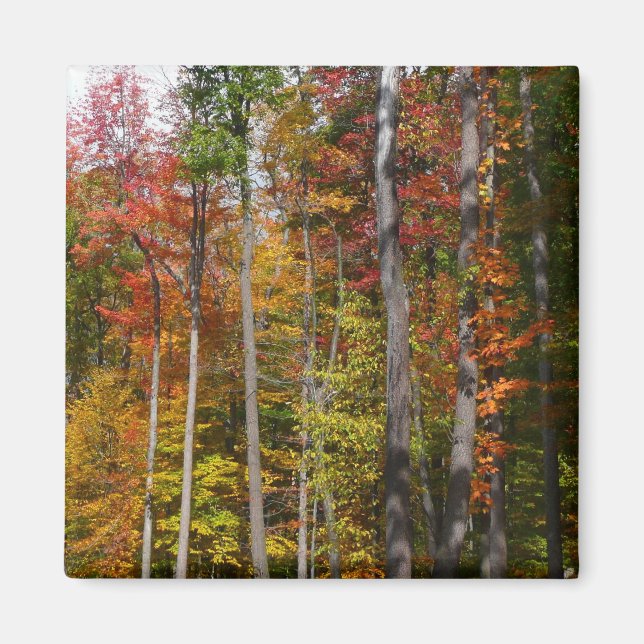 Fall i skogens färgstarka höstfotografi magnet (Framsidan)