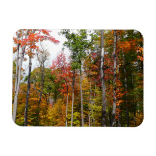 Fall i skogens färgstarka höstfotografi magnet