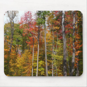 Fall i skogens färgstarka höstfotografi musmatta