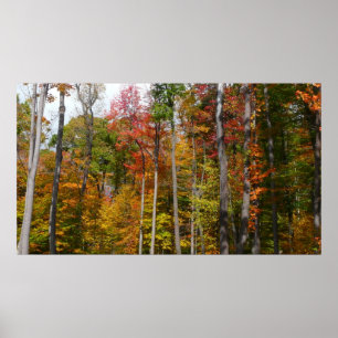 Fall i skogens färgstarka höstfotografi poster
