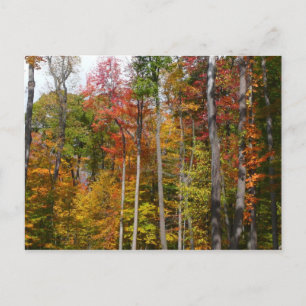 Fall i skogens färgstarka höstfotografi vykort