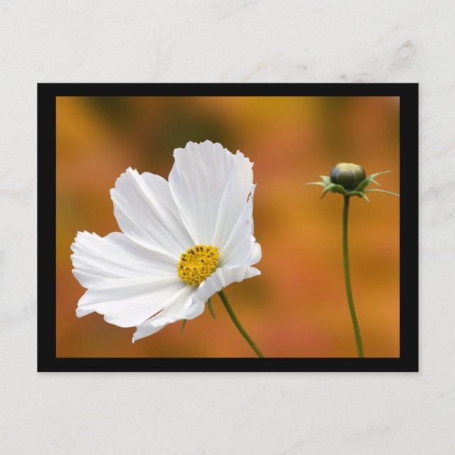 Fall in North Conway New Hampshire Vykort (Framsida)