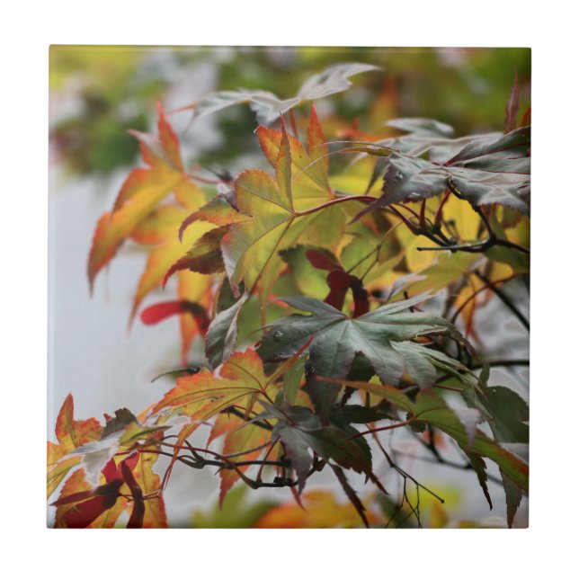 Fall Kakelplatta (Framsidan)
