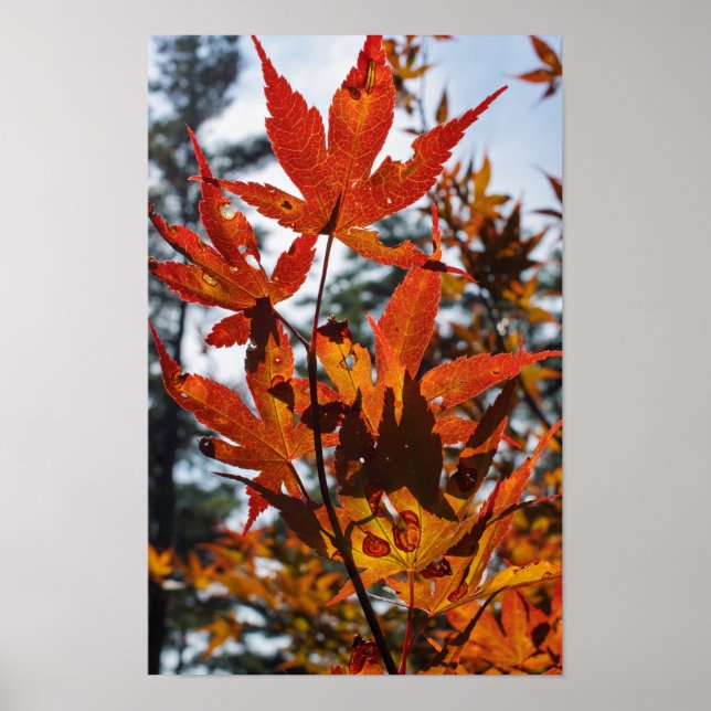 Fall Leaves Poster (Framsidan)
