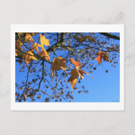 Fall,löv,Maple, blå himmel, BC, Kanada,2010 Vykort