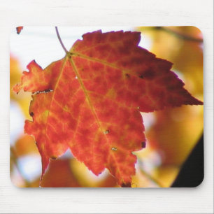 Fall Löv Musmatta