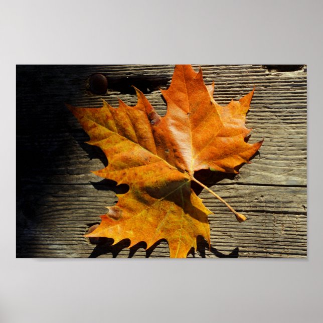 Fall Löv Poster (Framsidan)