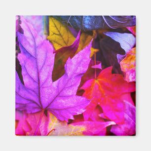 Fall maple träd löv är färglöst höstkaraktär magnet