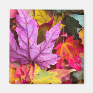 Fall maple träd löv är färglöst höstkaraktär magnet