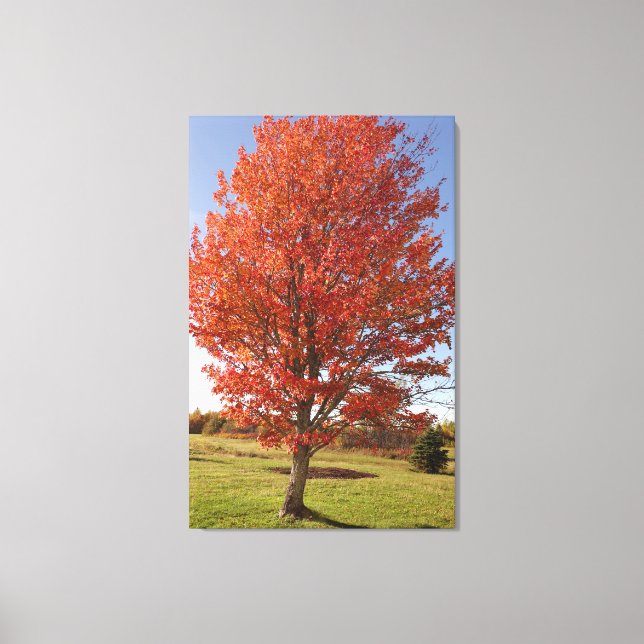 Fall maple träd med bränt rött löv canvastryck (Framsida)