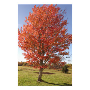 Fall maple träd med bränt rött löv fototryck