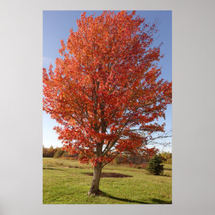 Fall maple träd med bränt rött löv poster