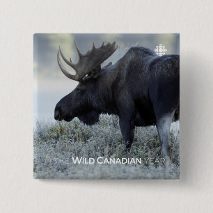 Fall - Moose Knapp