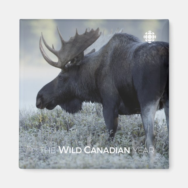 Fall - Moose Magnet (Framsidan)