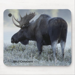 Fall - Moose Musmatta