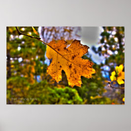 Fall Oak Löv HDR Poster