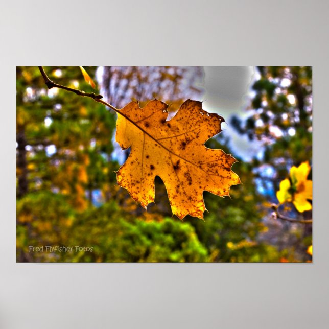 Fall Oak Löv HDR Poster (Framsidan)