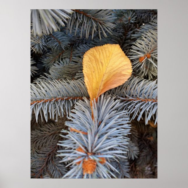 fall och vinter poster (Framsidan)