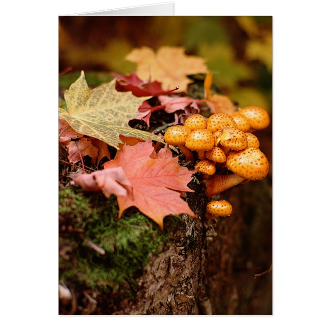 Fall-Orange-svampar-anteckningskort OBS Kort (Framsidan)