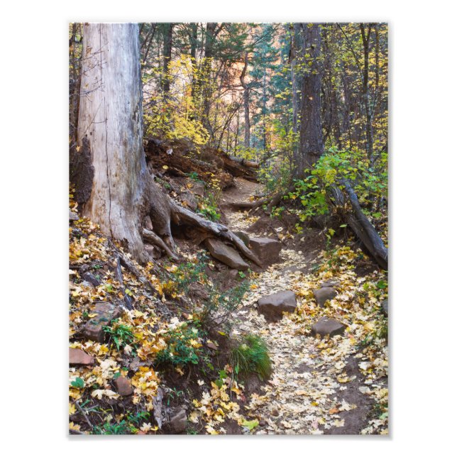 Fall på Väster Fork-spåret Fototryck (Framsidan)