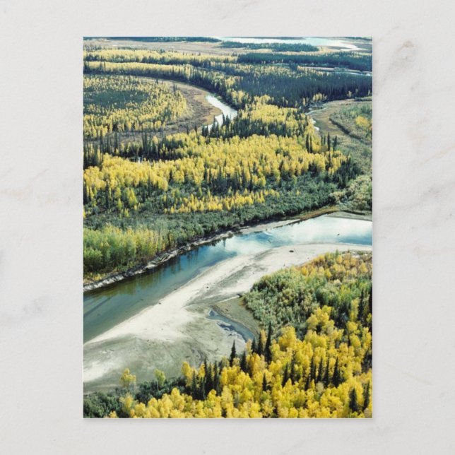 Fall på Yukon Flats National Wildlife Refuge Vykort (Framsida)