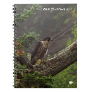 Fall - Peregrine Falcon Anteckningsbok Med Spiral