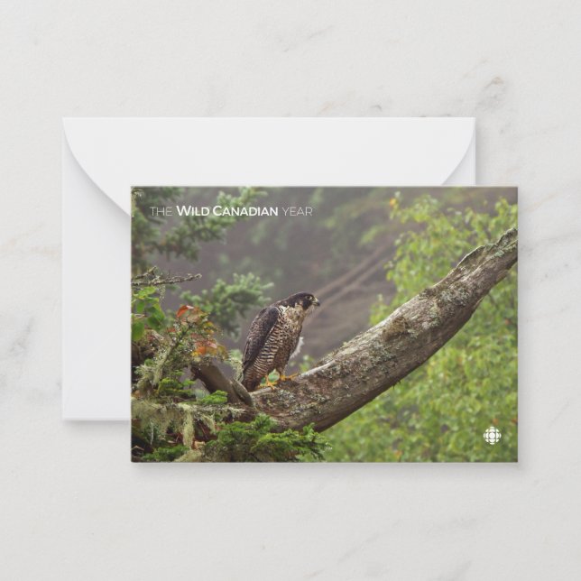 Fall - Peregrine Falcon Anteckningskort (Framsida)