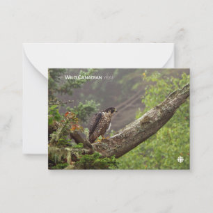 Fall - Peregrine Falcon Anteckningskort