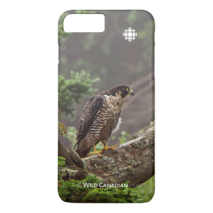 Fall - Peregrine Falcon